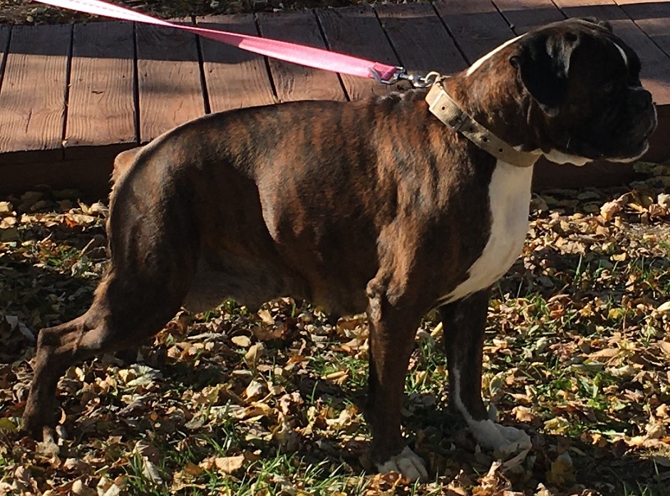 Kc registered outlet boxer puppies